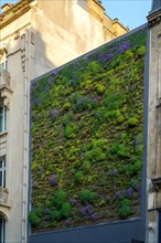 Reims, mur végétal