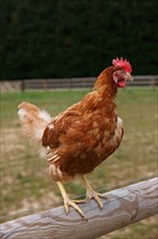 Chicken farm in Beauval en Caux