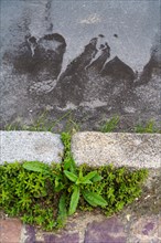 Trouville, wet pavement and weeds