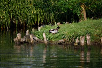 Amiens, Somme department