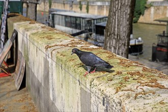 Paris, pigeon parisien