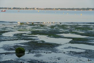 Concarneau, Finistère