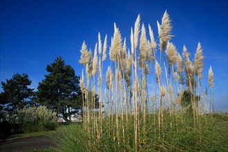 Cherbourg-en-Cotentin, Manche
