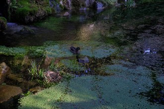 Dieppe, Seine-Maritime