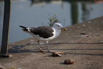 Dieppe, Seine-Maritime