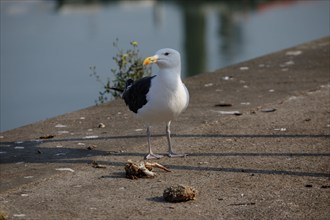 Dieppe, Seine-Maritime