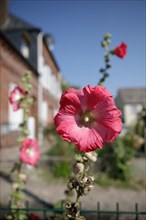 Yvetot, Seine-Maritime