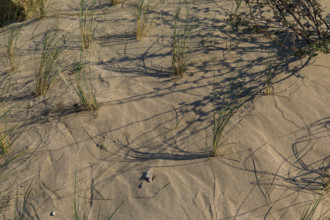 Langrune-sur-Mer, Calvados