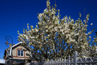 Yport, Seine-Maritime