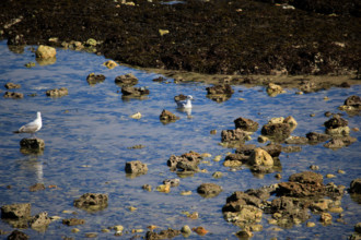 Yport, Seine-Maritime