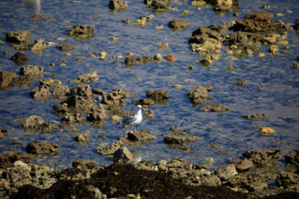 Yport, Seine-Maritime