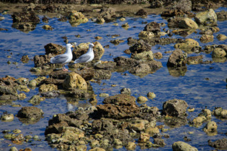 Yport, Seine-Maritime