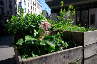 Paris, rue Daguerre