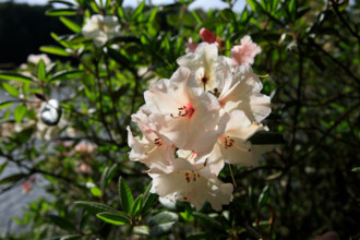 france, région Normandie, Orne, Flers, parc du chateau-musée, ancien hotel de ville, rodhodendrons