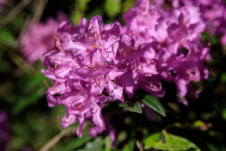 france, région Normandie, Orne, Flers, parc du chateau-musée, ancien hotel de ville, rodhodendrons
