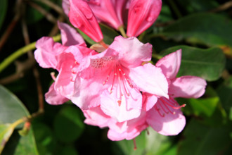 france, région Normandie, Orne, Flers, parc du chateau-musée, ancien hotel de ville, rodhodendrons
