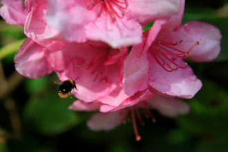 france, région Normandie, Orne, Flers, parc du chateau-musée, ancien hotel de ville, rodhodendrons