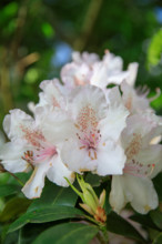 france, région Normandie, Orne, Flers, parc du chateau-musée, ancien hotel de ville, rodhodendrons