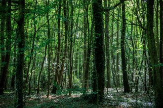 Flers, Orne