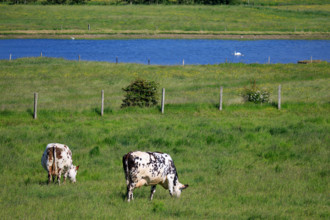 Criel-sur-Mer, Seine-Maritime