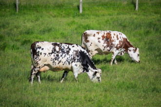 Criel-sur-Mer, Seine-Maritime