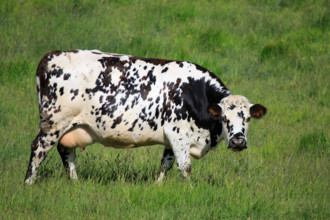 Criel-sur-Mer, Seine-Maritime