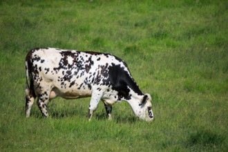 Criel-sur-Mer, Seine-Maritime
