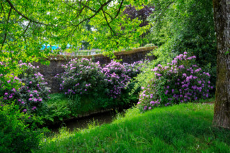 france, région Normandie, Orne, Flers, avenue de l'hotel de ville, bords de la Vére, rhododendrons