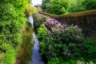 france, région Normandie, Orne, Flers, avenue de l'hotel de ville, bords de la Vére, rhododendrons