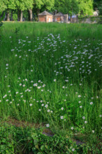 france, région Normandie, Orne, Flers, avenue de l'hotel de ville, bords de la Vére