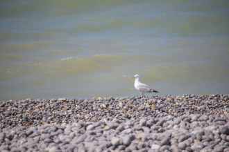 Le Tréport, Seine-Maritime