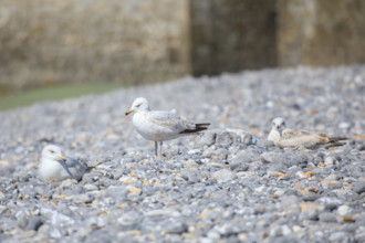Le Tréport, Seine-Maritime