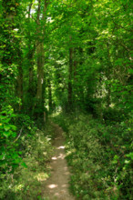 france, région Hauts de france, Somme, Ault, porte du moulinet et escaliers vers les hauteurs de la