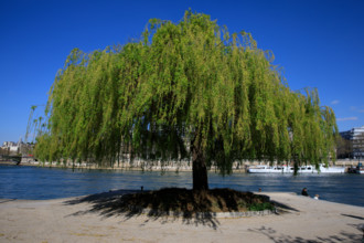 Paris, quai Saint-Bernard