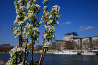 Paris, quai Saint-Bernard