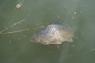 france, région centre, Loiret, Briare, poisson mort sur la loirer,