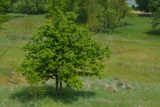 france, région centre, Loiret, Briare, la Loire aux abords du pont canal, heron dans la prairie,