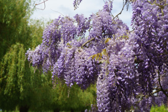 france, région centre, Loiret, Briare, pont canal de Birare, glycine,