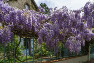 france, région centre, Loiret, Briare, pont canal de Birare, glycine,