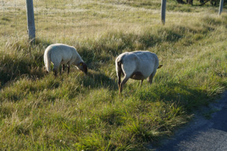 france, region Normandie, Manche, cotentin, Agon coutainville, pointe d'Agon, moutons