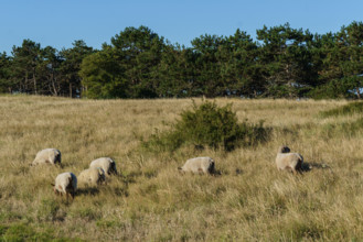 france, region Normandie, Manche, cotentin, Agon coutainville, pointe d'Agon, moutons
