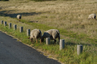 france, region Normandie, Manche, cotentin, Agon coutainville, pointe d'Agon, moutons