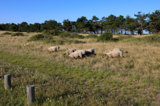 france, region Normandie, Manche, cotentin, Agon coutainville, pointe d'Agon,