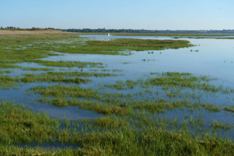 france, region Normandie, Manche, cotentin, Agon coutainville, pointe d'Agon,