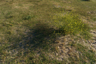 france, region Normandie, Manche, cotentin, Agon coutainville, pointe d'Agon,