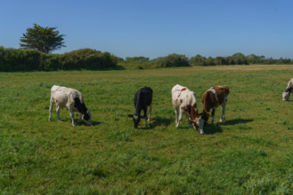 france, region Normandie, Manche, cotentin, Sainte-Marie du Mont,