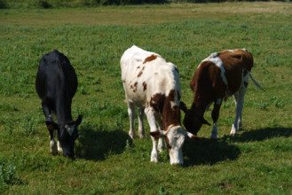 france, region Normandie, Manche, cotentin, Sainte-Marie du Mont,