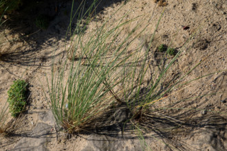 france, region Normandie, Manche, cotentin, Agon coutainville,  plage, promenade de Chausey,,
