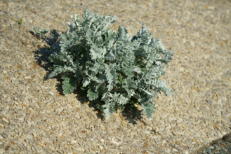 france, region Normandie, Manche, cotentin, Agon coutainville,  plage, promenade de Chausey,