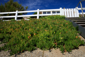 france, region Normandie, Manche, cotentin, Agon coutainville,  plage, promenade de Chausey,